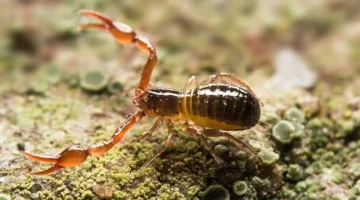 حظ برج العقرب الأحد 11 يناير 2026: جرأة في القرارات مع تردد عاطفي